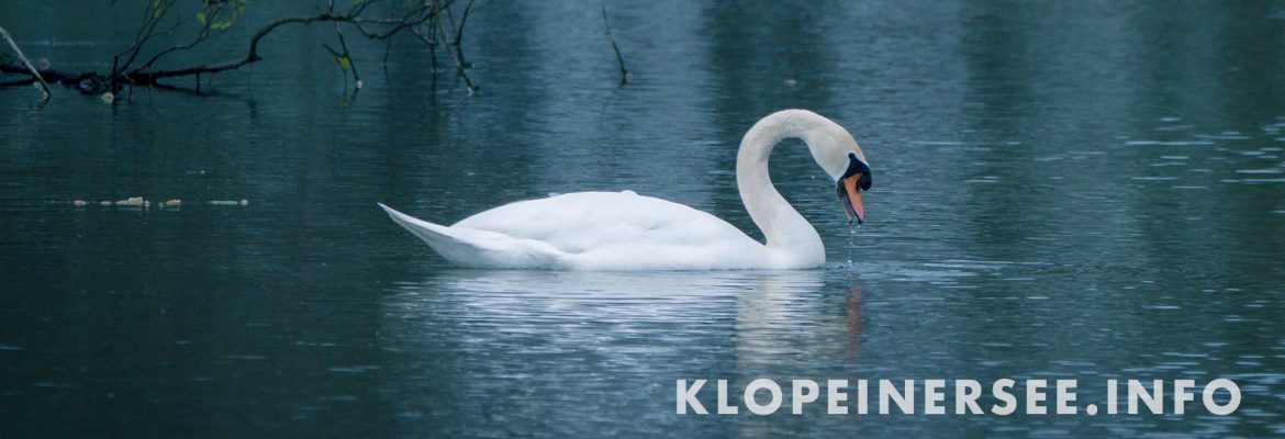 klopeinersee.info – Das Infoportal für den Klopeinersee